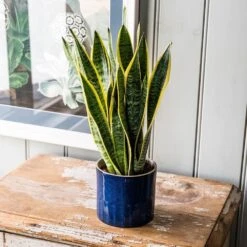 Sansevieria Trifasciata Var. Laurentii 11 Sansevieria Trifasciata Var. Laurentii -Garden Plant Store pl2000027233 card5 lg