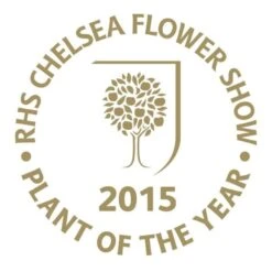 Viburnum Plicatum F. Tomentosum Kilimanjaro Sunrise ('Jww5') (PBR) -Garden Plant Store pl2000027309 card3 lg