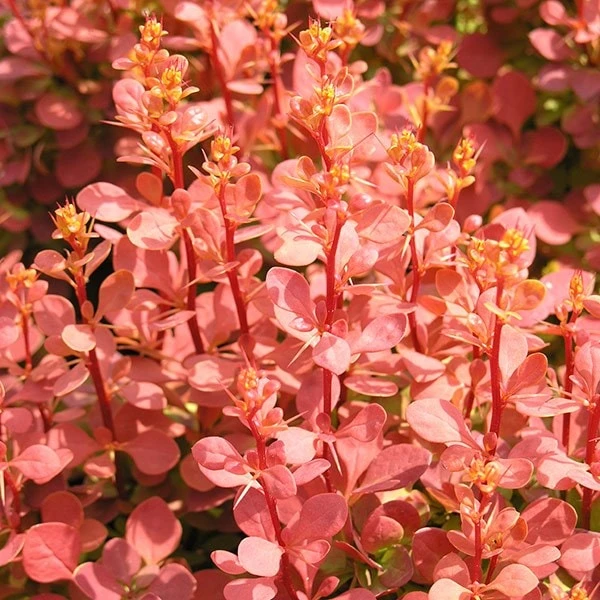 Berberis Thunbergii 'Orange Sunrise' (PBR) 4 Berberis Thunbergii 'Orange Sunrise' (PBR) - Image 2