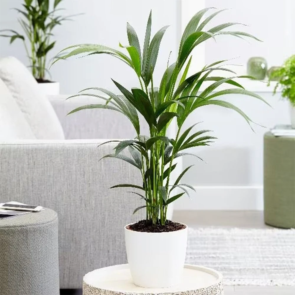 Howea Forsteriana 4 Howea Forsteriana - Image 2