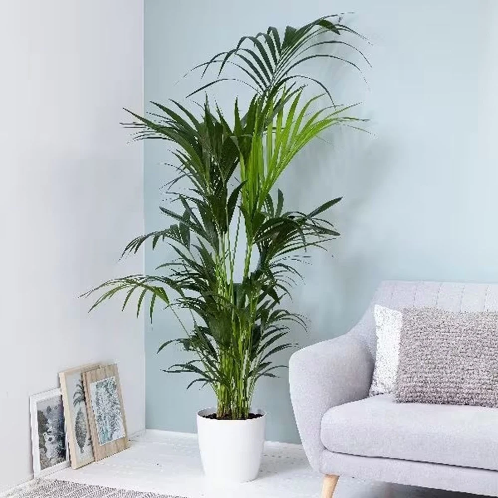 Howea Forsteriana 5 Howea Forsteriana - Image 3