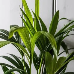 Howea Forsteriana 11 Howea Forsteriana -Garden Plant Store pl2000027701 card5 lg