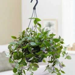 Tradescantia 'Green Hill' -Garden Plant Store pl2000027706 card3 lg