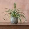 Ananas Comosus Corona ('Duranas2') (PBR) -Garden Plant Store pl2000027710