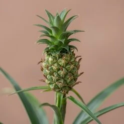 Ananas Comosus Corona ('Duranas2') (PBR) -Garden Plant Store pl2000027710 card4 lg