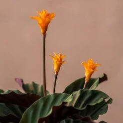 Goeppertia Crocata 'Tassmania' -Garden Plant Store pl2000027721 card3 lg