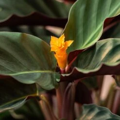 Goeppertia Crocata 'Tassmania' -Garden Plant Store pl2000027721 card4 lg