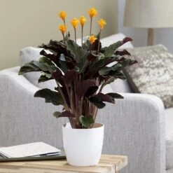 Goeppertia Crocata 'Tassmania' -Garden Plant Store pl2000027721 card5 lg