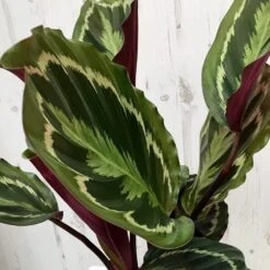 Goeppertia Veitchiana 'Medaillon' -Garden Plant Store pl2000027727 card5 lg