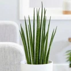 Front Page 10 Sansevieria Bacularis 'Mikado'
