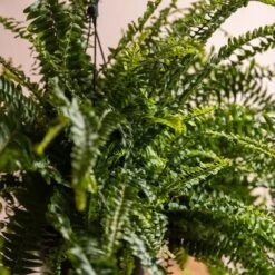 Nephrolepis Exaltata 'Green Lady' -Garden Plant Store pl2000027735 card3 lg