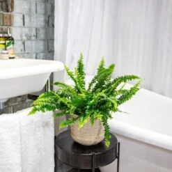 Nephrolepis Exaltata 'Green Lady' -Garden Plant Store pl2000027735 card5 lg