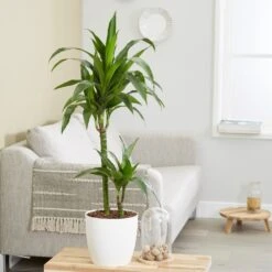 Dracaena Fragrans 'Janet Craig' -Garden Plant Store pl2000027738 card3 lg