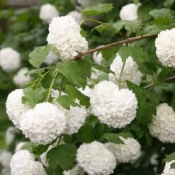 Viburnum Opulus 'Roseum'