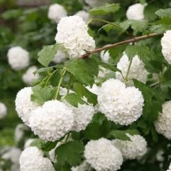 Viburnum Opulus 'Roseum' -Garden Plant Store pl2000027943 card3 lg