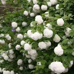 Viburnum Opulus 'Roseum' -Garden Plant Store pl2000027943 card4 lg