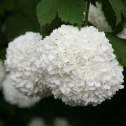 Viburnum Opulus 'Roseum' -Garden Plant Store pl2000027943 card5 lg