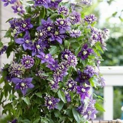 Clematis 'Taiga' (PBR) -Garden Plant Store pl2000028061 card3 lg