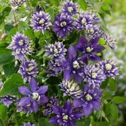 Clematis 'Taiga' (PBR) -Garden Plant Store pl2000028061 card4 lg