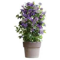 Clematis 'Taiga' (PBR) -Garden Plant Store pl2000028061 card6 lg