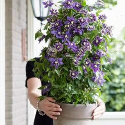 Clematis 'Taiga' (PBR) -Garden Plant Store pl2000028061 card7 lg