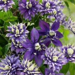 Clematis 'Taiga' (PBR) -Garden Plant Store pl2000028061 card8 lg