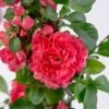 Chaenomeles Speciosa 'Pink Storm' (PBR) -Garden Plant Store pl2000028100