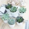 Echeveria Starter Collection 2 Echeveria Starter Collection -Garden Plant Store pl2000028161
