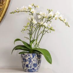 Phalaenopsis 'White Willd Orchid' -Garden Plant Store pl2000028180 card3 lg