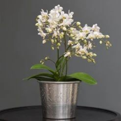Phalaenopsis 'White Willd Orchid' -Garden Plant Store pl2000028180 card5 lg