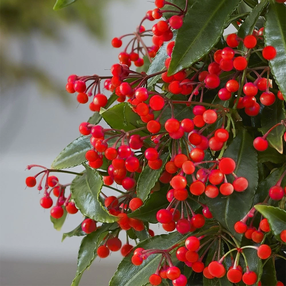 Ardisia Crenata 'Queen Star' (PBR) 4 Ardisia Crenata 'Queen Star' (PBR) - Image 2