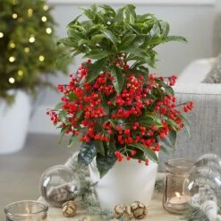 Ardisia Crenata 'Queen Star' (PBR) 8 Ardisia Crenata 'Queen Star' (PBR) -Garden Plant Store pl2000028194 card3 lg