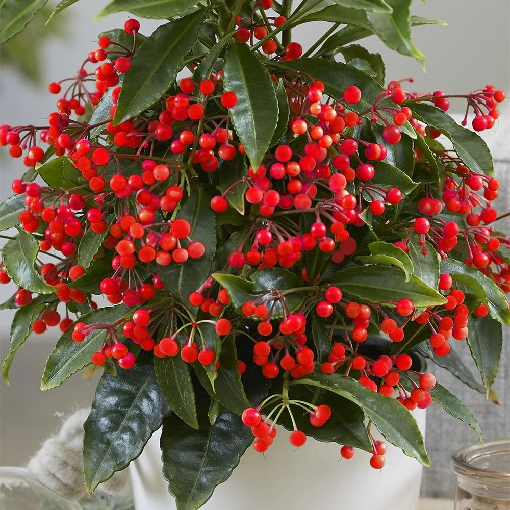 Ardisia Crenata 'Queen Star' (PBR) 6 Ardisia Crenata 'Queen Star' (PBR) - Image 4