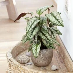 Goeppertia 'Whitestar' -Garden Plant Store pl2000028197 card3 lg