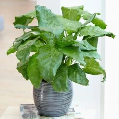 Front Page 14 Calathea Network ('Pp0005') (PBR)