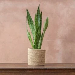 Sansevieria Zeylanica -Garden Plant Store pl2000028199 card3 lg