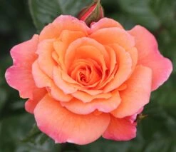 Rosa Scent From Heaven ('Chewbabaluv') (PBR) -Garden Plant Store pl2000028209 card3 lg