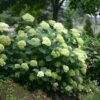 Hydrangea Arborescens Lime Rickey ('Smnhalr') (PBR) -Garden Plant Store pl2000028409