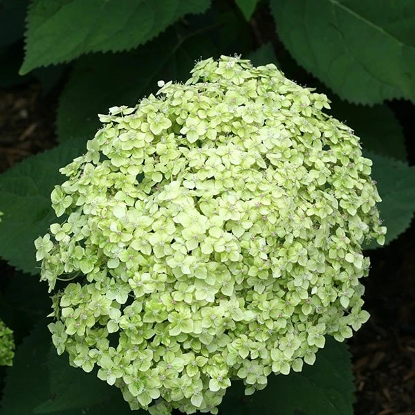 Hydrangea Arborescens Lime Rickey ('Smnhalr') (PBR) 4 Hydrangea Arborescens Lime Rickey ('Smnhalr') (PBR) - Image 2