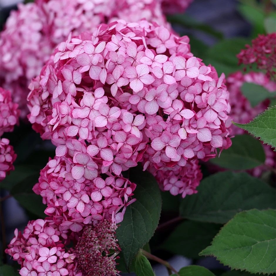 Hydrangea Arborescens Ruby Annabelle ('Ncha3') (PBR) 3 Hydrangea Arborescens Ruby Annabelle ('Ncha3') (PBR)