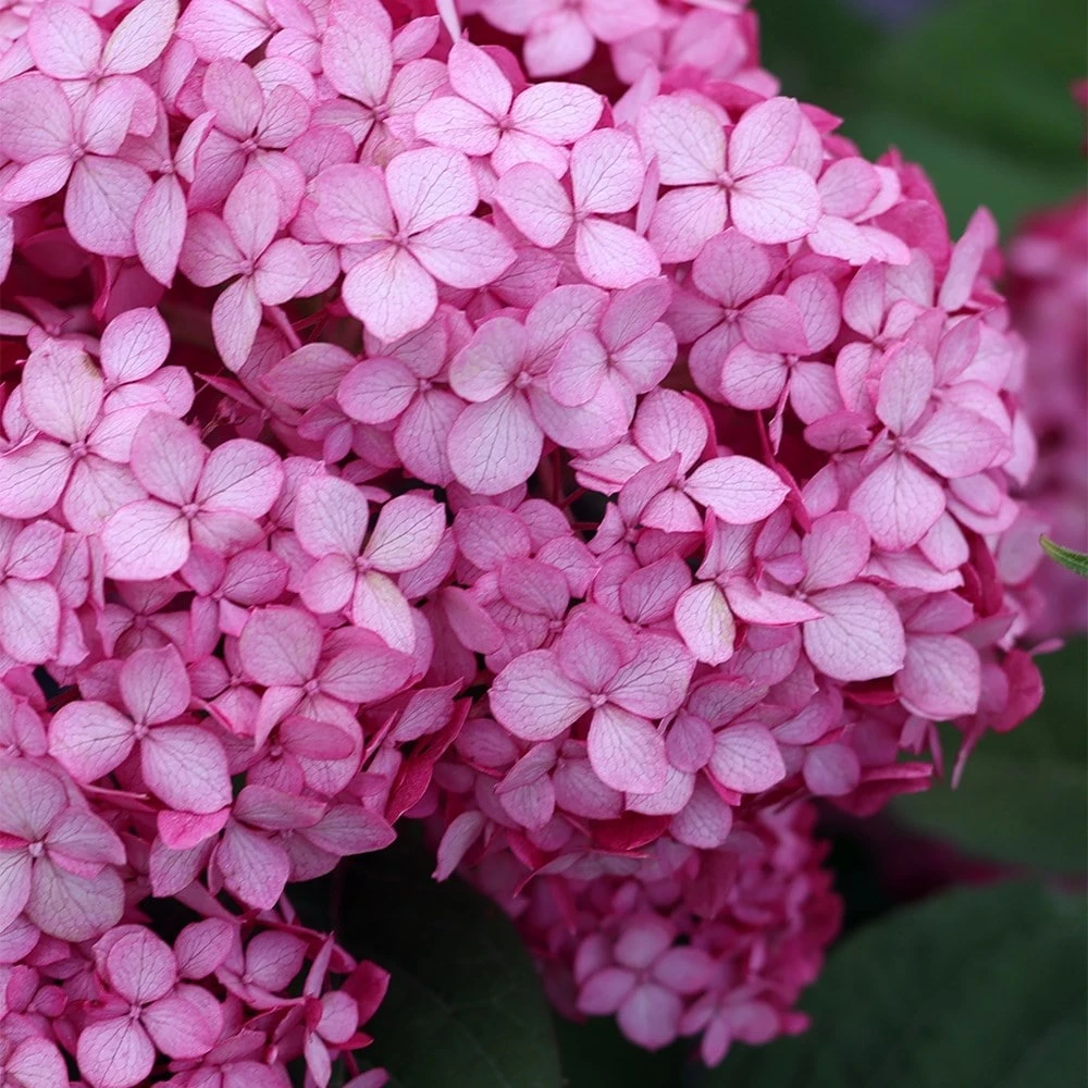 Hydrangea Arborescens Ruby Annabelle ('Ncha3') (PBR) 4 Hydrangea Arborescens Ruby Annabelle ('Ncha3') (PBR) - Image 2