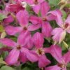 Clematis Wonderful ('Zo09073') (PBR) -Garden Plant Store pl2000028633