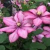 Clematis Paradiso ('Zo11154') (PBR) -Garden Plant Store pl2000028748
