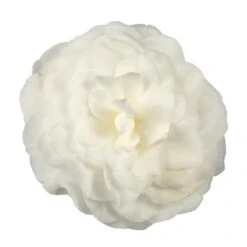 Camellia Japonica 'Nuccio's Gem' -Garden Plant Store pl2000029141 card3 lg