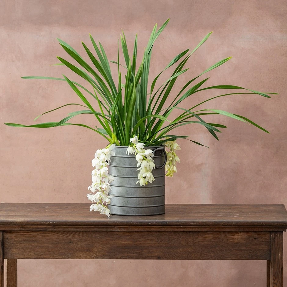 Cymbidium Sarah Jean ('Ice Cascade') 3 Cymbidium Sarah Jean ('Ice Cascade')