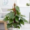 Philodendron Erubescens 'Red Emerald' -Garden Plant Store pl2000030531