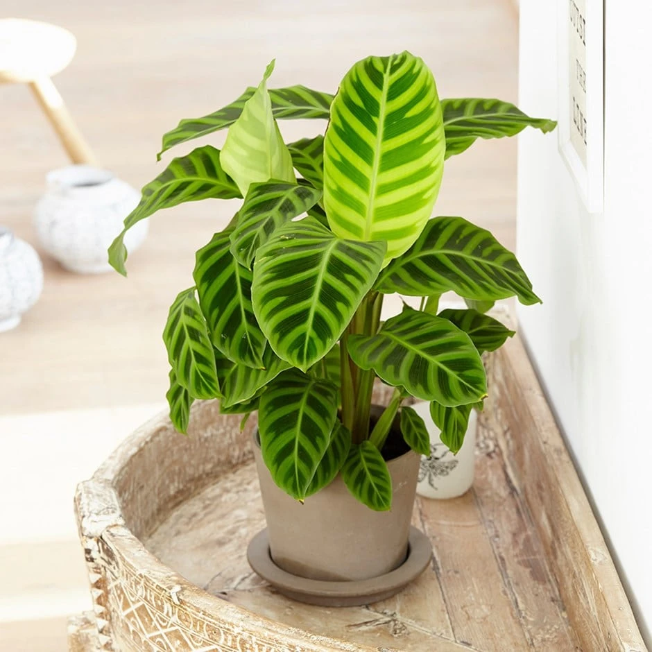 Goeppertia Zebrina 3 Goeppertia Zebrina