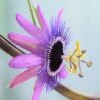 Passiflora 'Amethyst' -Garden Plant Store pl2000031554