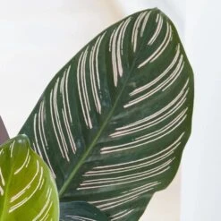 Goeppertia Ornata -Garden Plant Store pl2000031747 card2 lg