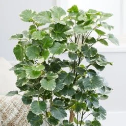 Polyscias Scutellaria 'Balfourii' -Garden Plant Store pl2000032015 card4 lg